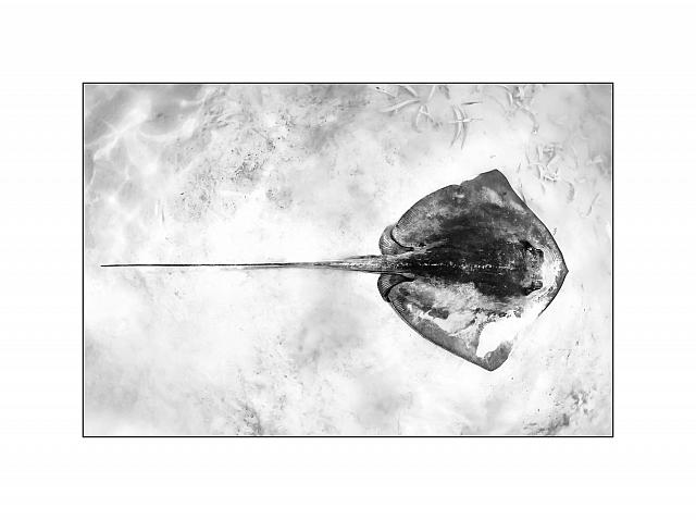 foto mostra36