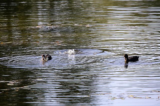 photo082