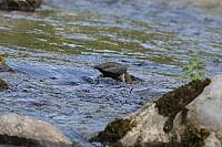 IMG 3084