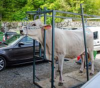 FIERA ZOOTECNICA RONCOLA 2025
