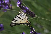 IMG 3943 (2)
