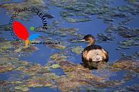 Oasi naturalistica LE FOPPE